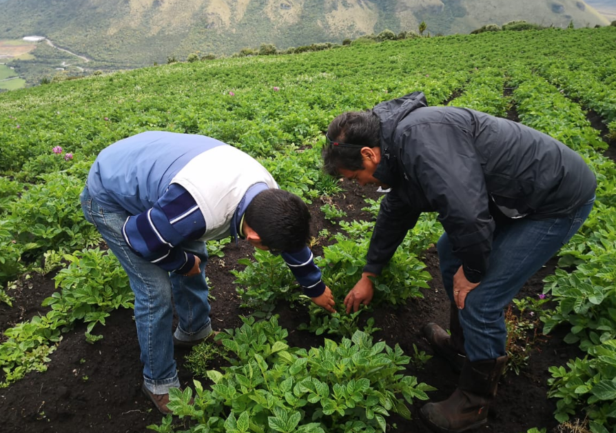 Campo agrícola en los Andes